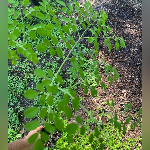 Moringa tree, baby. Nice route and bulb system so it has enough energy to ship. - Picture 3 of 12